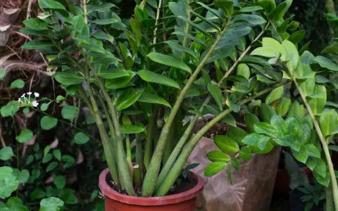 Zamioculcas in vaso rosso, rigoglioso e verde. La sua cura è semplice, ideale per chi ama le piante resistenti.