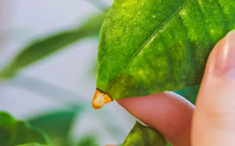 Feuille de citronnier montrant des signes de maladie, avec des taches jaunes et un bord brun, possiblement une chlorose.