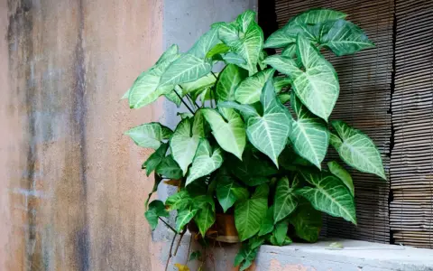 Syngonium z gęstymi, strzałkowatymi liśćmi o zielono-białym wzorze, rosnący przy oknie.