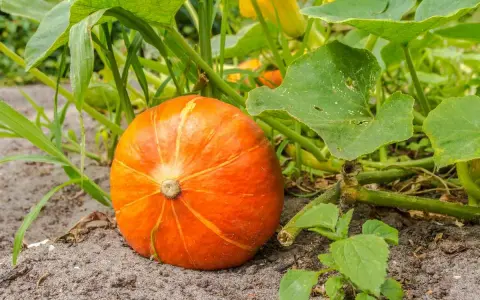 Un plant de potiron mûr, d'un orange vif, repose sur la terre, entouré de feuilles vertes luxuriantes.