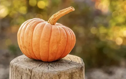 Zucca arancione su un ceppo di legno, perfetta per quando si raccolgono le zucche.