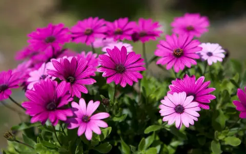 En grupp rosa blommor med mörka mittar, som en solig dag i trädgården.