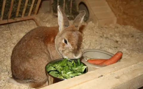 Braunes Kaninchen frisst Salat aus Napf, daneben Karotten. Eine gesunde kaninchen futterliste für glückliche Hoppels.