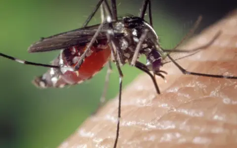 ¿Tienes Virus del Nilo? Reconoce los síntomas y cuándo acudir al médico