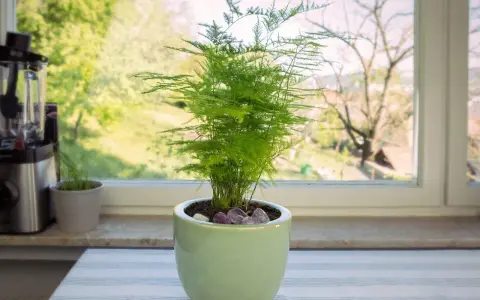 Zielony, pierzasty asparagus w jasnej doniczce, z widokiem na zieleń za oknem. Nie widać, by asparagus pierzasty żółknie.