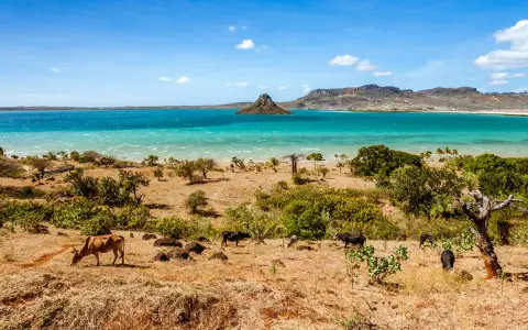 Madagaskar kiedy jechać? Suchy krajobraz z krowami i turkusowym morzem. Idealny czas na podróż to pora sucha, od kwietnia do października.