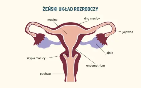 Schemat żeńskiego układu rozrodczego. Widoczna szyjka macicy, która może być dotknięta dysplazją.
