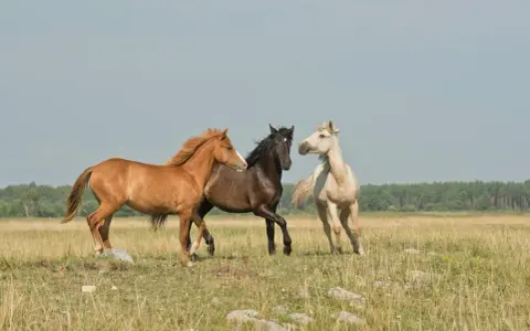Trois chevaux, un bai, un noir et un alezan, galopent dans un pré. Le bai, comme il faut étalon, semble mener la course.