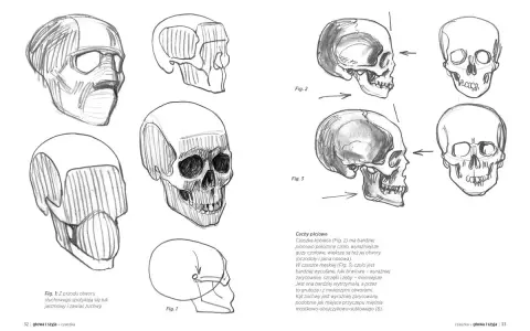 Szkice czaszek do nauki anatomii online. Rysunki przedstawiają czaszkę z różnych perspektyw, ukazując jej budowę.