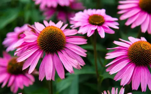 Nahaufnahme von pinken Echinacea-Blüten. Die Echinacea-Wirkung ist bekannt für ihre immunstärkenden Eigenschaften.