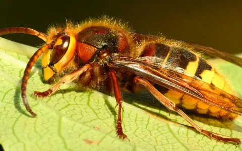 Nahaufnahme einer Hornisse auf einem Blatt. Tipps, um Hornissen zu vertreiben, sind wichtig, wenn diese Insekten stören.