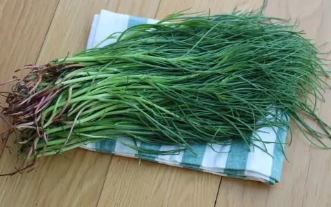 Un fascio di agretti selvatici, con le loro radici rossastre, pronti per essere cucinati. Crescono in terreni salmastri.