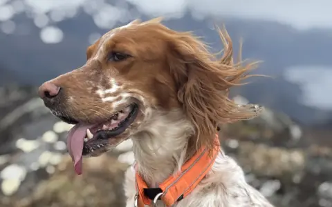 En brunvit hund med orange halsband, med tungan ute, njuter av vinden i fjällen. En riktig kissande hunden!