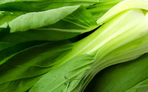 Świeży, zielony pak choi z błyszczącymi, soczystymi łodygami i liśćmi. Idealny do zdrowych dań.