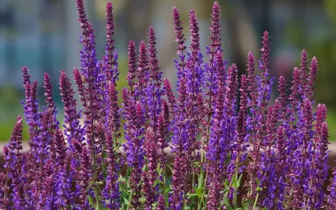 Épis de sauge vivace aux teintes violettes et pourpres, parfaits pour un entretien facile au jardin.