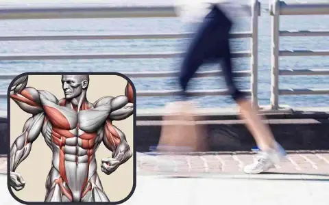 Muscolatura in evidenza, per capire quali muscoli si allenano con la camminata veloce: gambe, glutei, addominali e braccia.