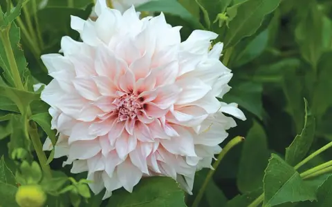 En vacker dahlia i kruka utomhus, med mjuka, ljusrosa och vita kronblad som sträcker sig utåt.