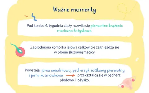Ważne momenty ciąży: rozwój krążenia maciczno-łożyskowego, implantacja zarodka w macicy i tworzenie pęcherza płodowego.