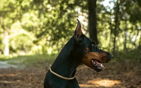Elegancki doberman w złotej obroży, gotowy do obrony. Sprawdź doberman cena i znajdź swojego idealnego towarzysza.