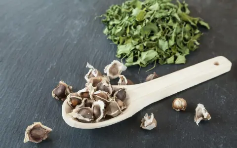 Semillas de moringa en una cuchara de madera junto a una pila de hoja de moringa seca.