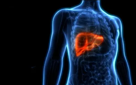 Anatomia wątroby w kolorze pomarańczowym, podkreślająca jej kluczową rolę w organizmie. Dowiedz się, czego nie lubi wątroba, by zachować jej zdrowie.