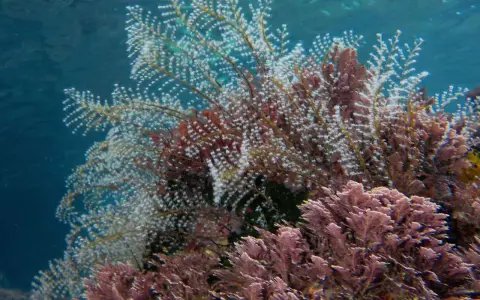 Un groviglio di piante marine, alcune bianche e piumose, altre rosa e ramificate, creano un fondale colorato.
