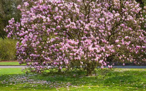 Magnolia en pleine floraison rose, un spectacle printanier. Idéal pour savoir quand planter un magnolia et profiter de sa beauté.