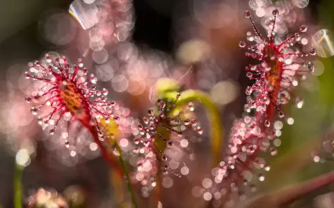 Gouttes de rosée sur des plantes carnivores rouges, avec un arrière-plan flou et lumineux. Une photo bokeh féerique.