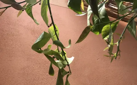 Une feuille de citronnier recroquevillée, signe d'un besoin d'eau, pend tristement contre un mur ocre.