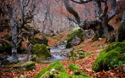 Un arroyo serpentea entre rocas cubiertas de musgo y hojas secas en un bosque de hayedos en León.