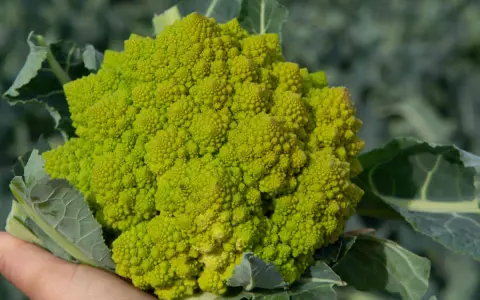 Une main tient un chou romanesco d'un vert vif, ses florettes formant une spirale fractale fascinante.