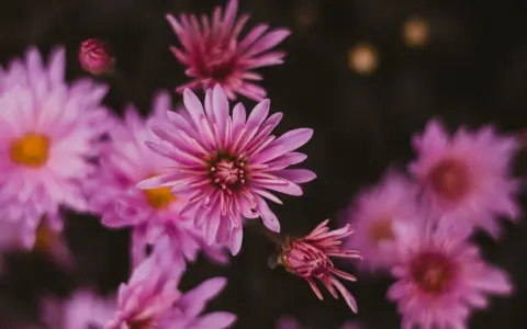 Delicadas flores de septiembre en tonos rosados y púrpuras, con pétalos finos y un centro amarillo.