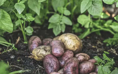 Nyskördade potatisar, både röda och gula, ligger på jorden bland gröna blad. En del av potatisen har fortfarande jord kvar, som om de nyss plockats från en potatis blomma.