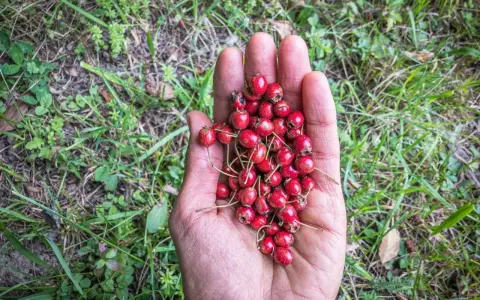 Une main ouverte présente une poignée de petits fruits rouges, des fruits sauvages cueillis dans la nature.