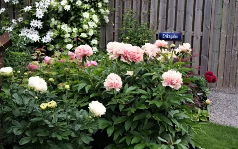 En lummig trädgård med många vackra, rosa och vita pioner som blommar. En skylt med texten "Eriksgatan" syns vid en trästaket.