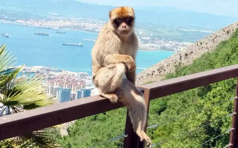 Ein Berberaffe sitzt auf einem Geländer mit Blick auf die Stadt und das Meer. Die berühmten Gibraltar Affen sind ein Wahrzeichen.