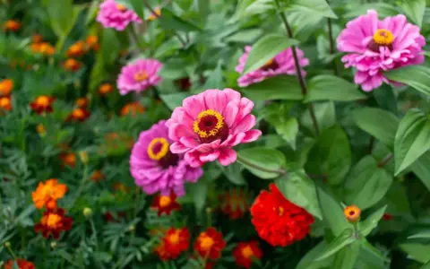 Fioritura di zinnie in estate, perfette per seminare in primavera per un giardino colorato.