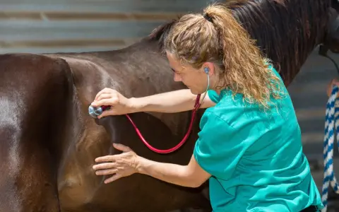 Vétérinaire auscultant le flanc d'un cheval, vérifiant le bon fonctionnement de son intestin grêle.