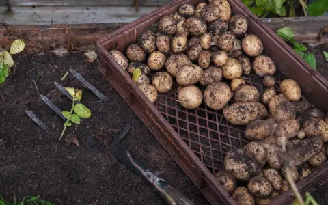Nyskördade potatisar i en låda bredvid en grep. Radavstånd potatis ger en bra skörd.