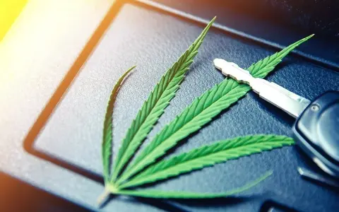 Privatrezept Cannabisblüten Autofahren: Rechtliche Risiken und Tipps