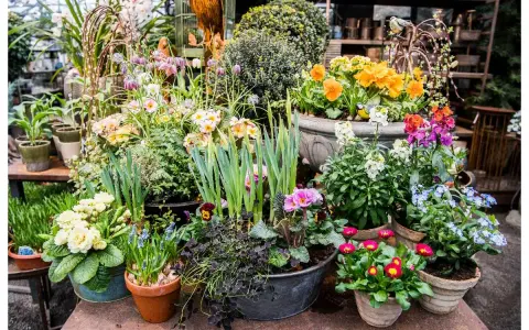 En blomsterbutik fylld med vårens färger. Här syns bland annat gullvivor (bellis perennis), penséer och blåsippor i krukor.