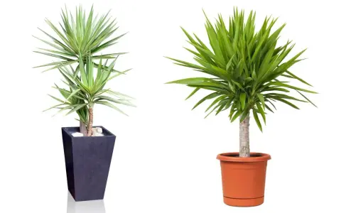 Zwei Yucca-Palmen in Töpfen. Die linke in einem dunklen, hohen Topf, die rechte in einem orangen. Tipps zur Yucca Palme Pflege.