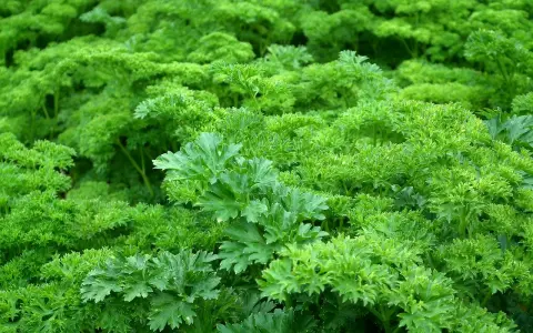 Un campo rigoglioso di prezzemolo riccio, perfetto per quando si semina il prezzemolo e si desidera un raccolto abbondante.