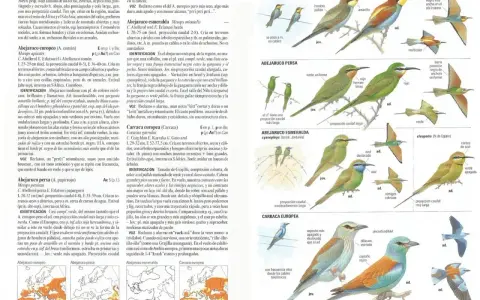 Aves migratorias España: Abejaruco europeo, persa y esmeralda, junto a la carraca europea, ilustrados con detalles de plumaje y distribución.