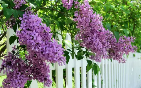 Vackra syrener blommar i lila klasar längs en vit staket.