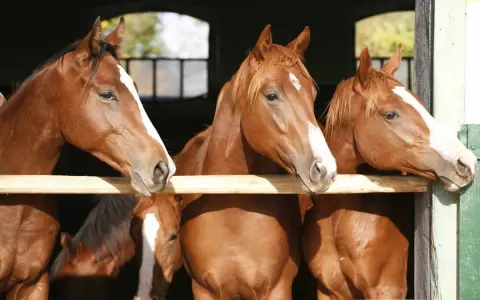 Trois chevaux grecs, aux robes rousses et aux marques blanches sur le front, regardent curieusement par-dessus une barrière en bois.