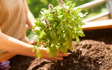 Mains douces plantant un plant de basilic frais dans la terre. Les feuilles vertes et les épis floraux sont visibles.
