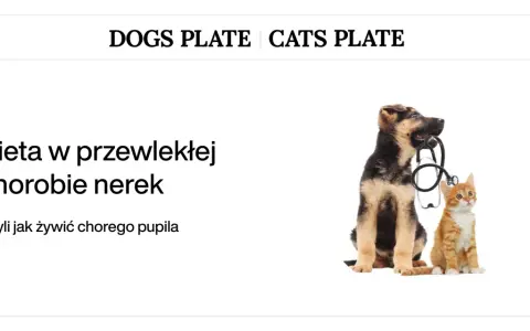 Szczeniak i kotek z weterynaryjnym stetoskopem. Temat: dieta nerkowa dla psa.