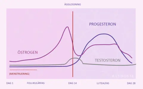 Graf över hormonnivåer under menstruationscykeln. Lågt progesteron kan ge symptom vid klimakteriet.