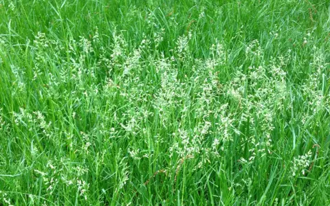 A field of lush green grass, with delicate white seed heads emerging, showing nature's cycle of letting grass go to seed.